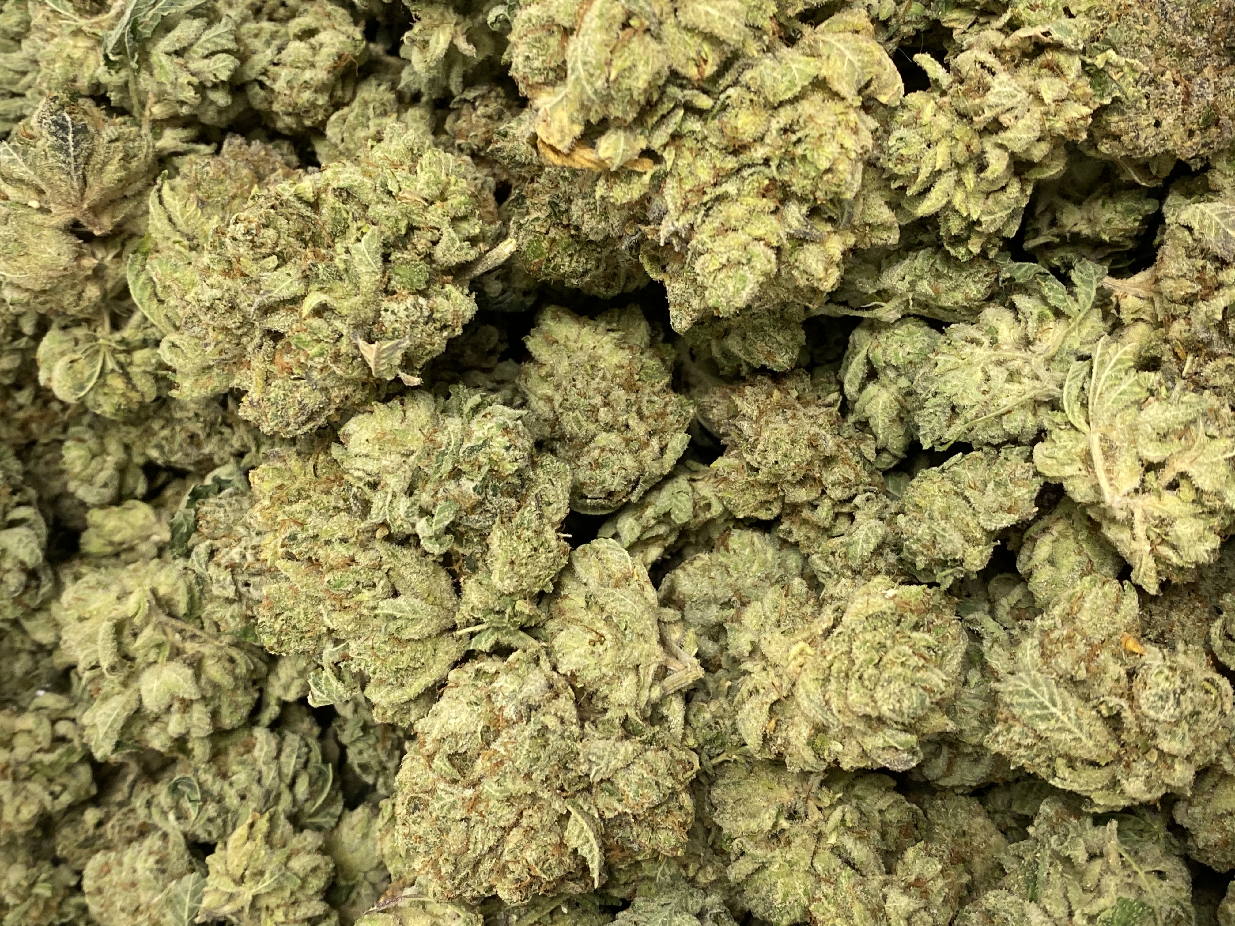 BLUE CHEESE