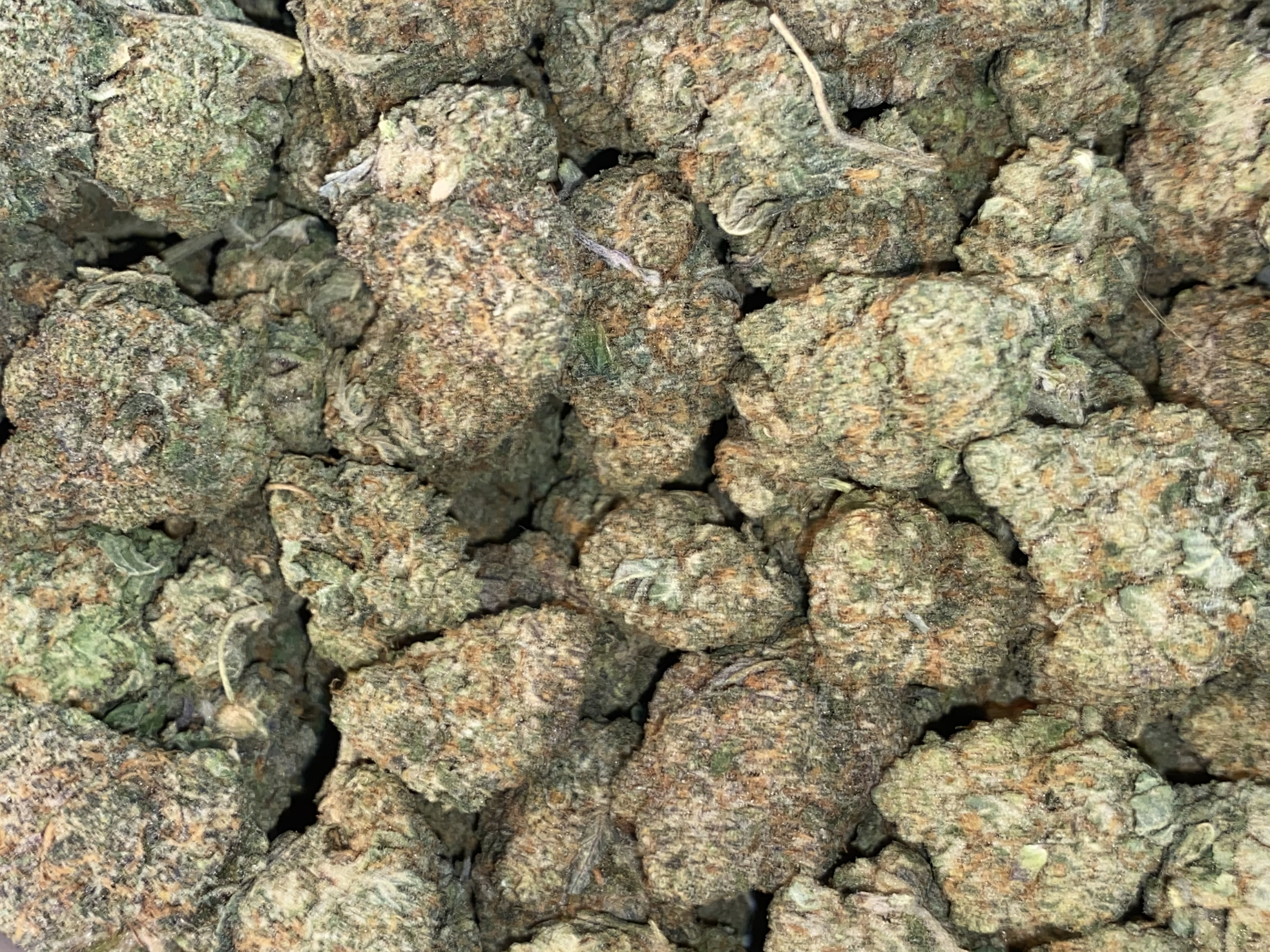 Cereal Milk